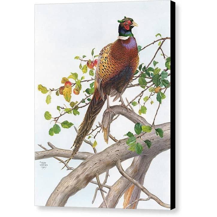 Pheasant in Apple Tree - Canvas Print | Artwork by Glen Loates