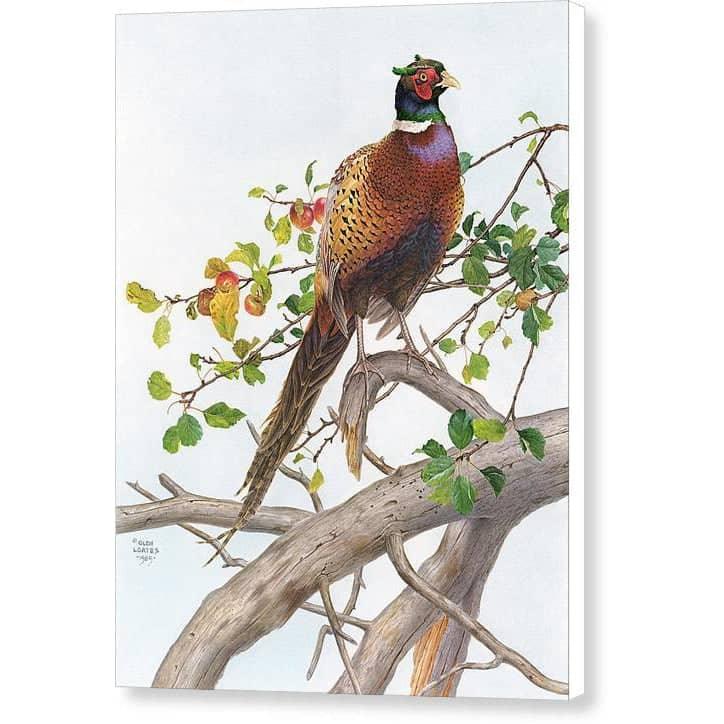 Pheasant in Apple Tree - Canvas Print | Artwork by Glen Loates