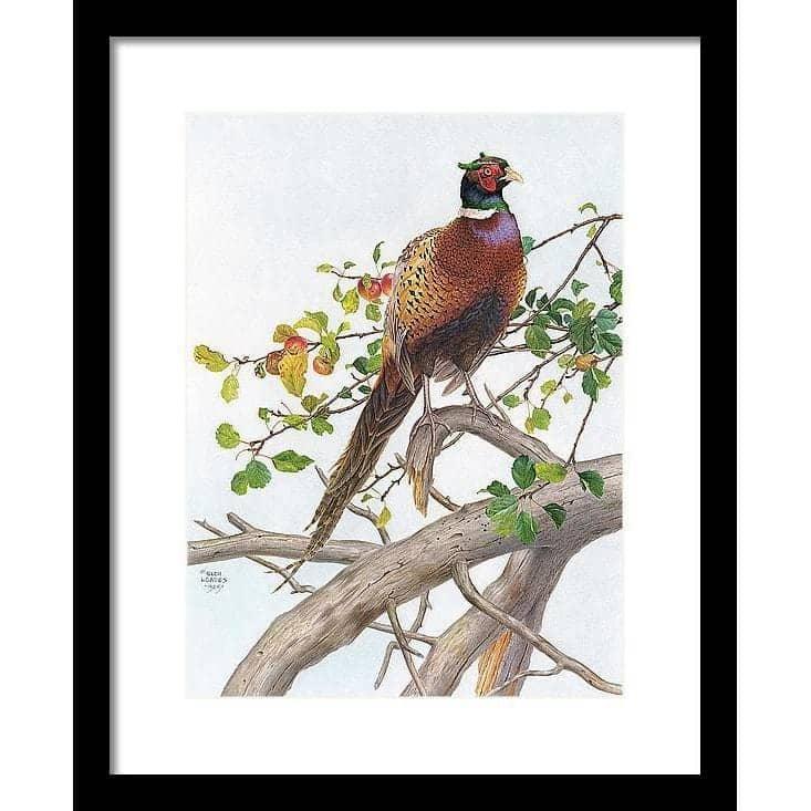 Pheasant in Apple Tree - Framed Print | Artwork by Glen Loates