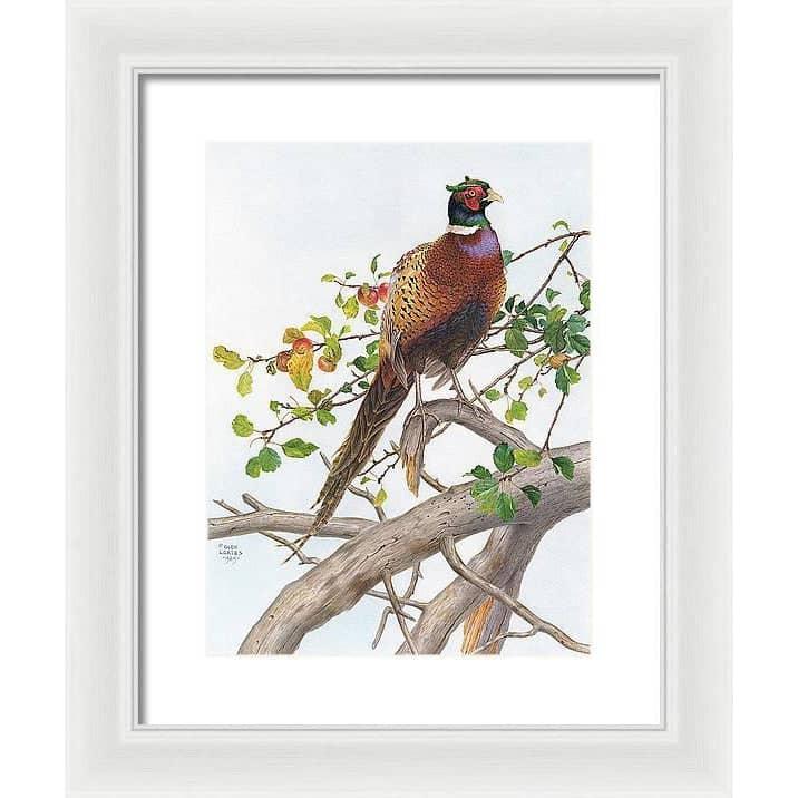 Pheasant in Apple Tree - Framed Print | Artwork by Glen Loates