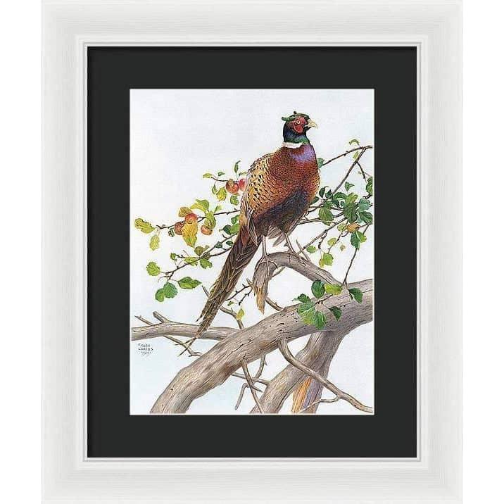 Pheasant in Apple Tree - Framed Print | Artwork by Glen Loates