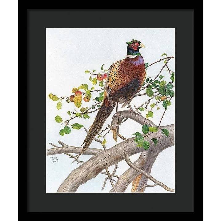 Pheasant in Apple Tree - Framed Print | Artwork by Glen Loates