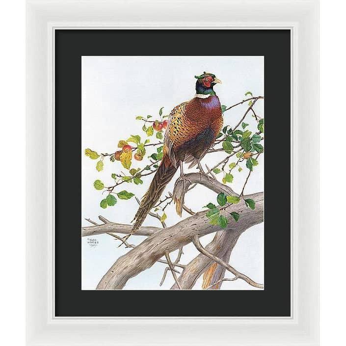 Pheasant in Apple Tree - Framed Print | Artwork by Glen Loates