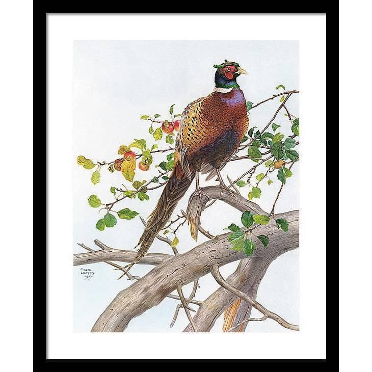 Pheasant in Apple Tree - Framed Print | Artwork by Glen Loates