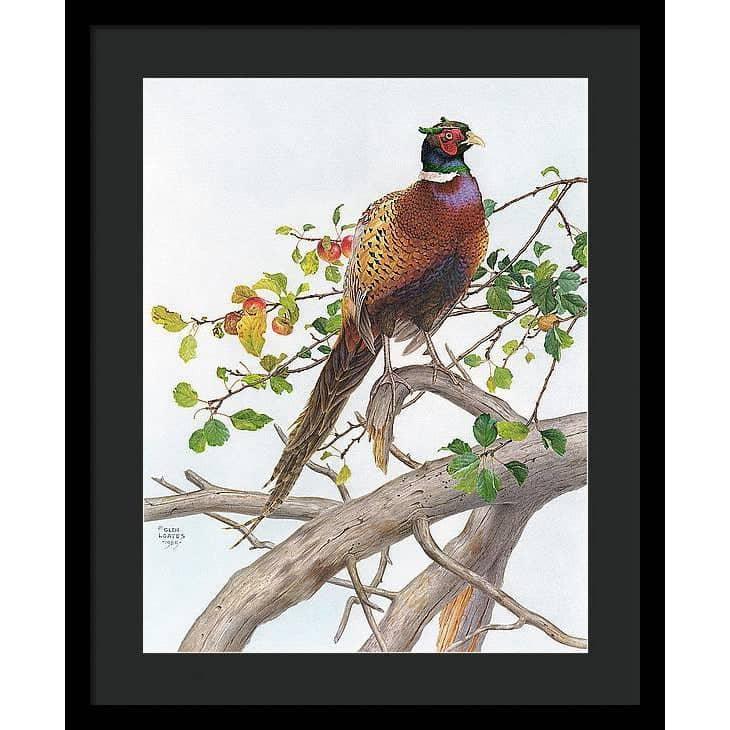Pheasant in Apple Tree - Framed Print | Artwork by Glen Loates