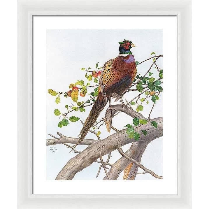 Pheasant in Apple Tree - Framed Print | Artwork by Glen Loates