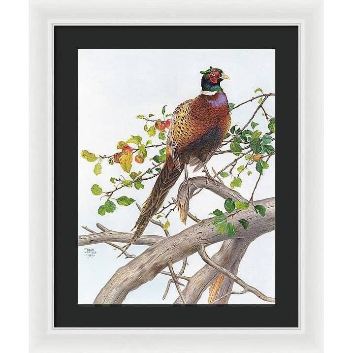 Pheasant in Apple Tree - Framed Print | Artwork by Glen Loates