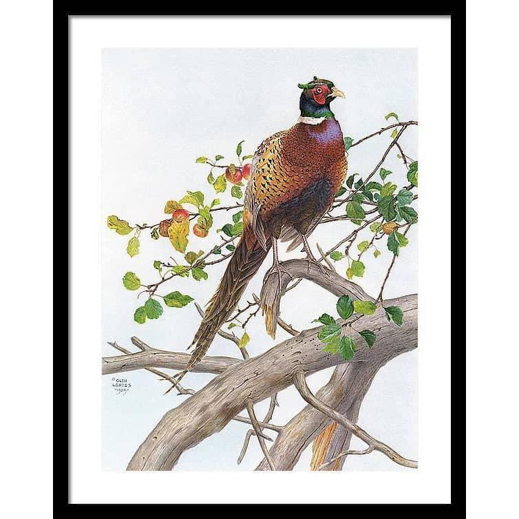 Pheasant in Apple Tree - Framed Print | Artwork by Glen Loates