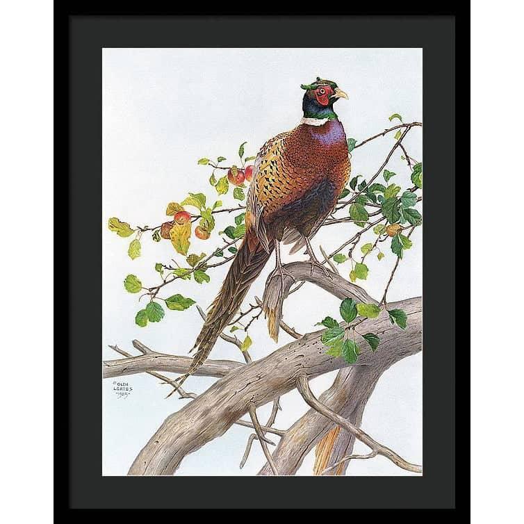 Pheasant in Apple Tree - Framed Print | Artwork by Glen Loates