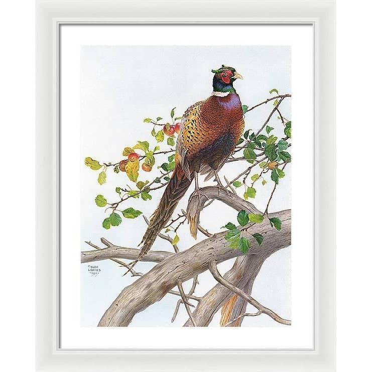 Pheasant in Apple Tree - Framed Print | Artwork by Glen Loates