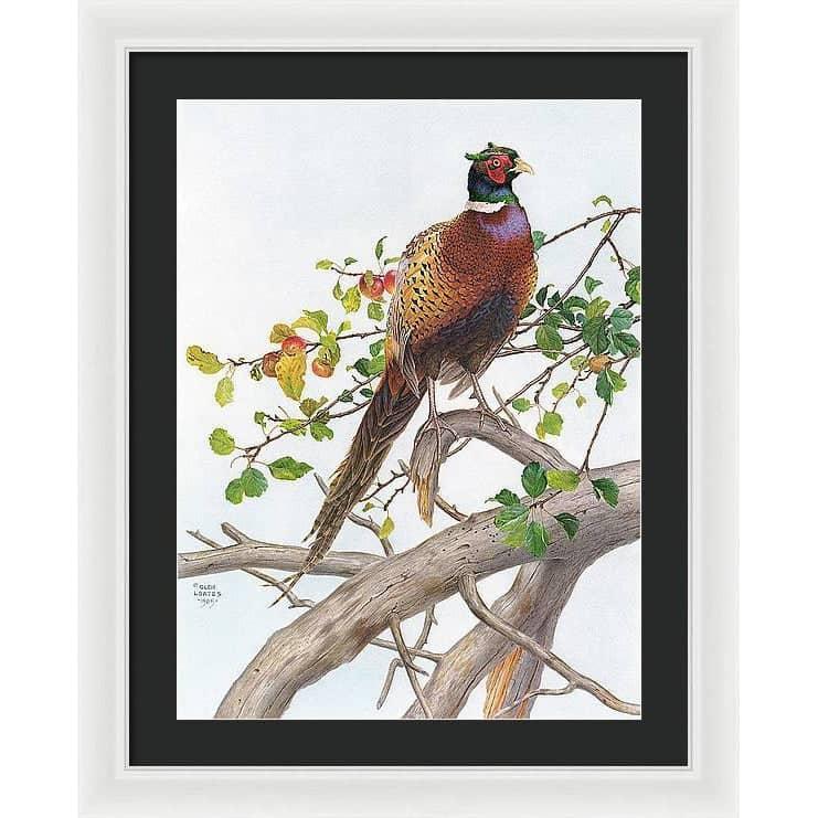 Pheasant in Apple Tree - Framed Print | Artwork by Glen Loates