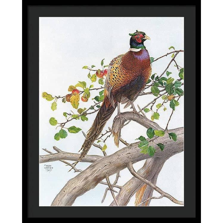 Pheasant in Apple Tree - Framed Print | Artwork by Glen Loates