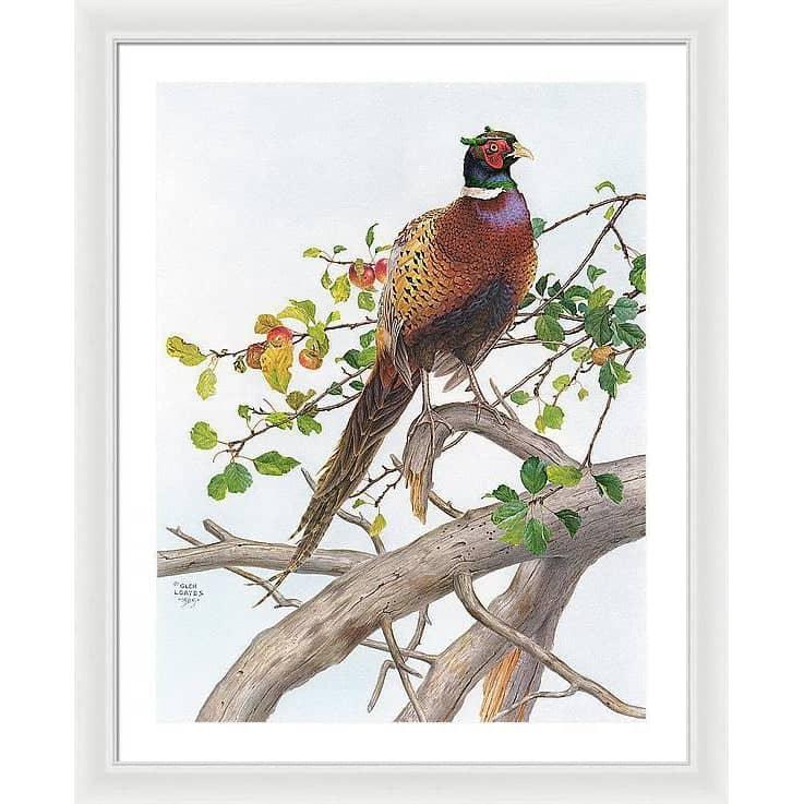 Pheasant in Apple Tree - Framed Print | Artwork by Glen Loates