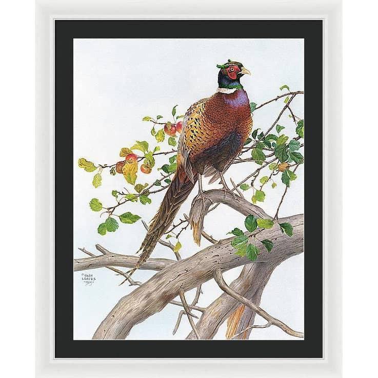 Pheasant in Apple Tree - Framed Print | Artwork by Glen Loates