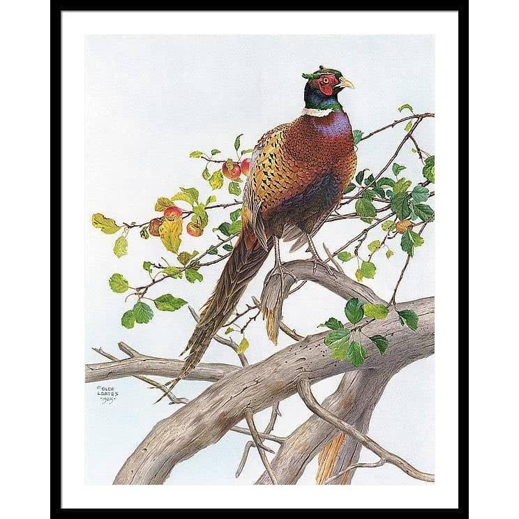 Pheasant in Apple Tree - Framed Print | Artwork by Glen Loates