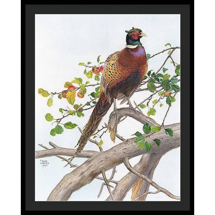 Pheasant in Apple Tree - Framed Print | Artwork by Glen Loates