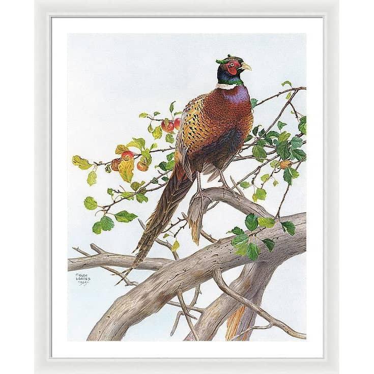 Pheasant in Apple Tree - Framed Print | Artwork by Glen Loates