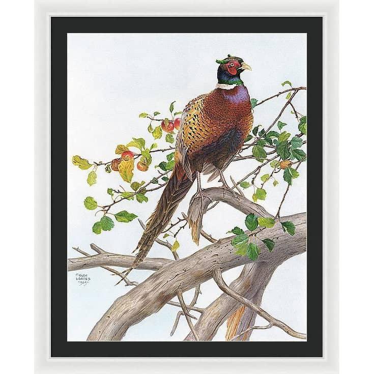 Pheasant in Apple Tree - Framed Print | Artwork by Glen Loates