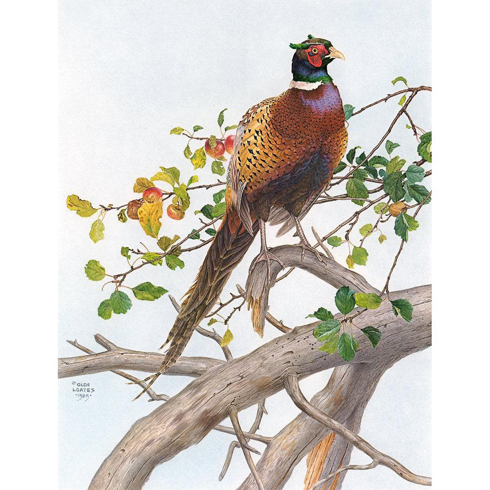 Pheasant in Apple Tree - Framed Print | Artwork by Glen Loates