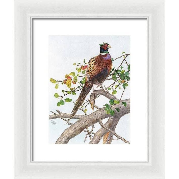 Pheasant in Apple Tree - Framed Print | Artwork by Glen Loates