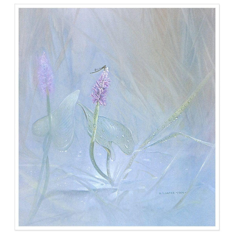 Pickerel Weed - Art Print | Artwork by Glen Loates