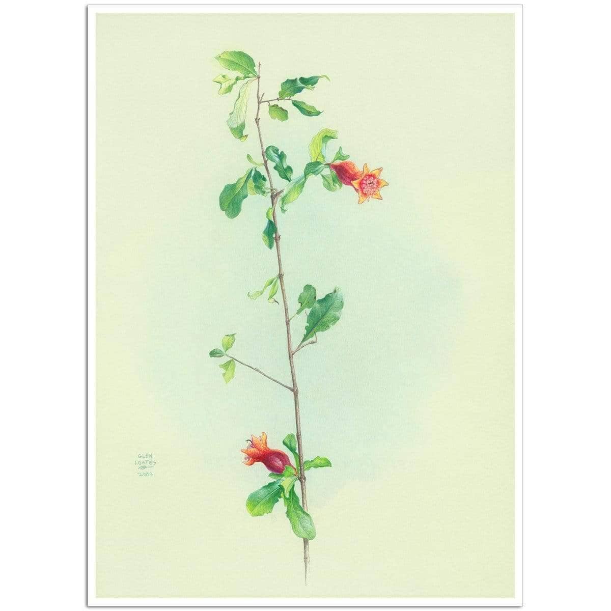 Pomegranate - Art Print | Artwork by Glen Loates