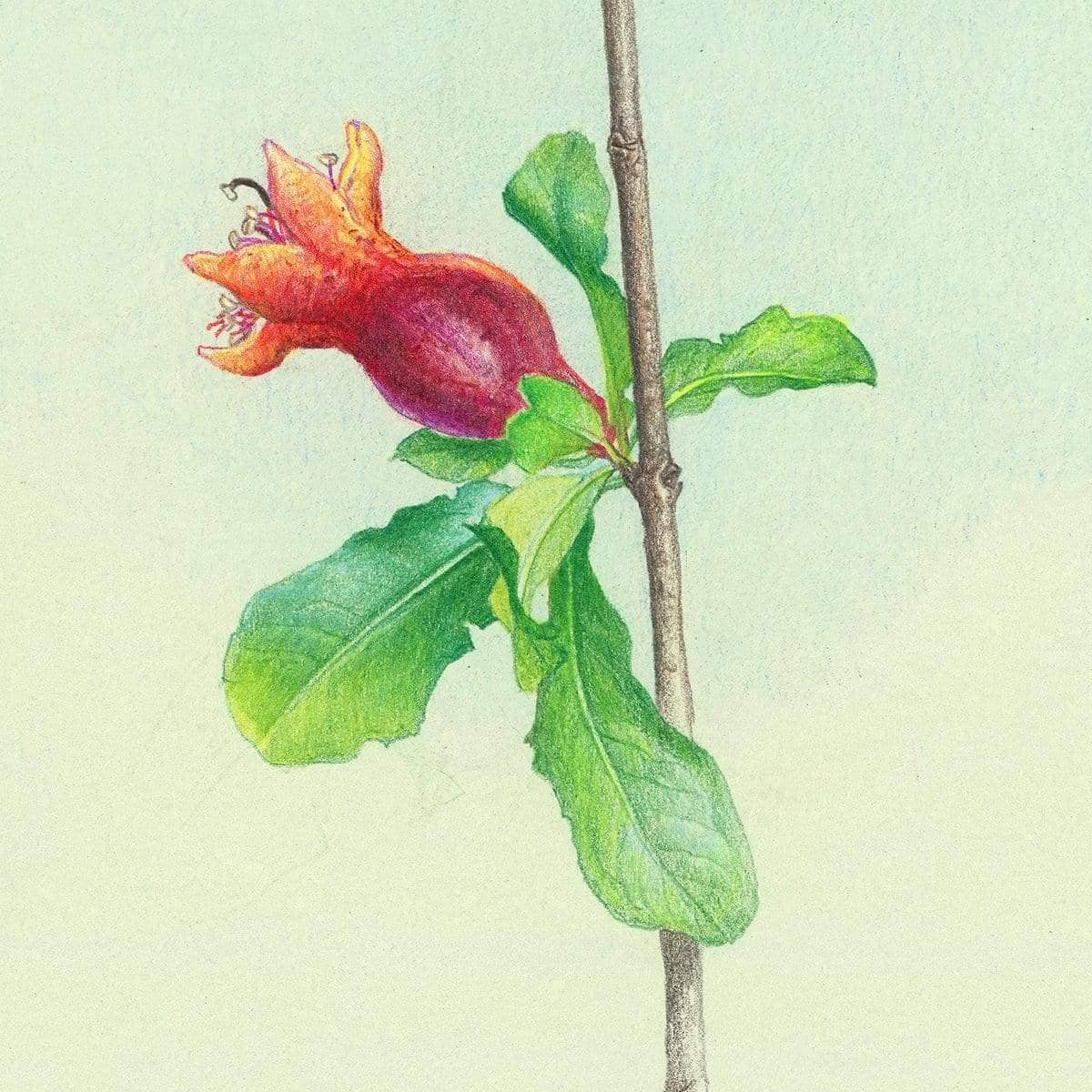 Pomegranate - Art Print | Artwork by Glen Loates