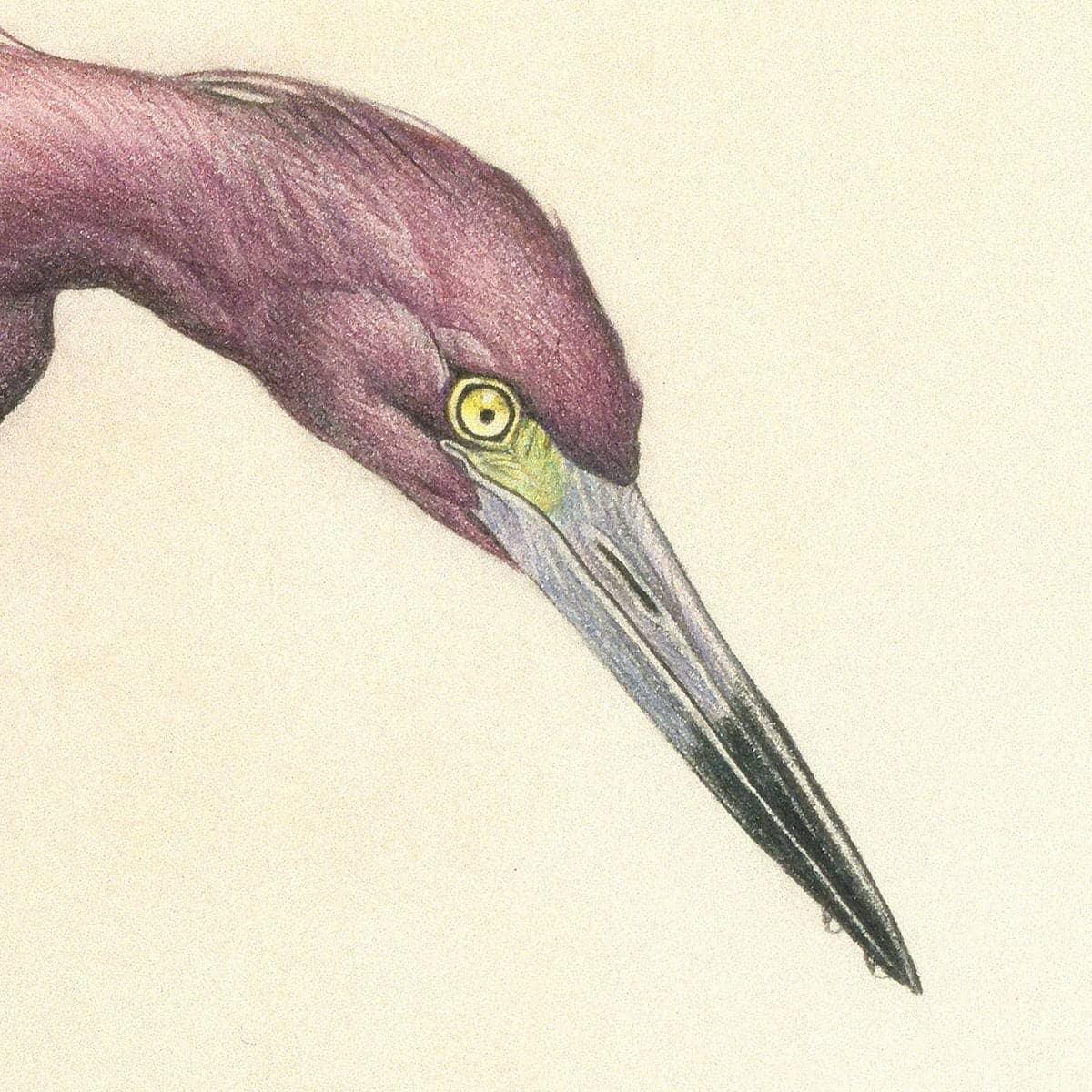 Purple Heron - Art Print | Artwork by Glen Loates