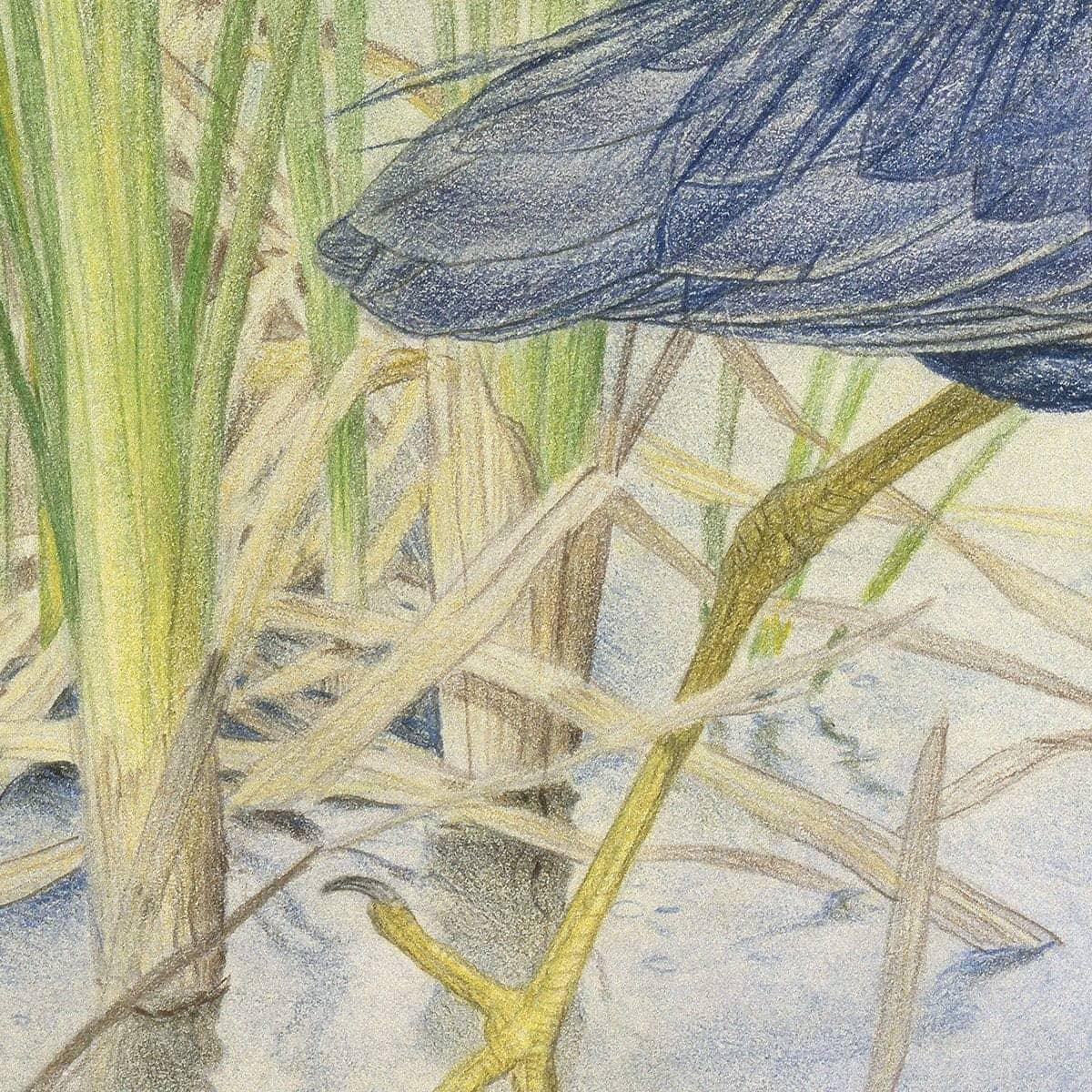 Purple Heron - Art Print | Artwork by Glen Loates