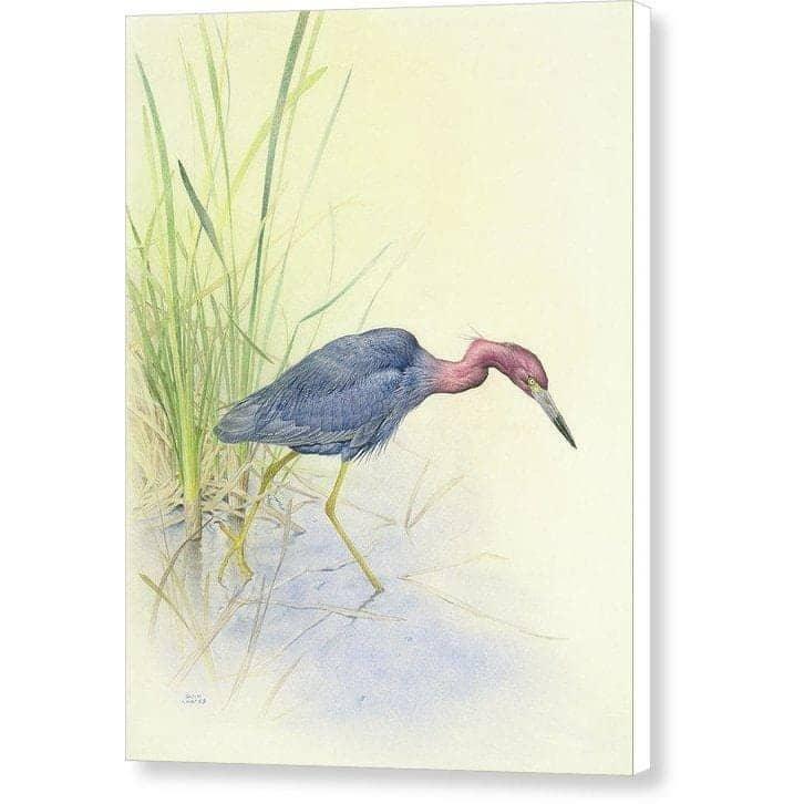 Purple Heron - Canvas Print | Artwork by Glen Loates