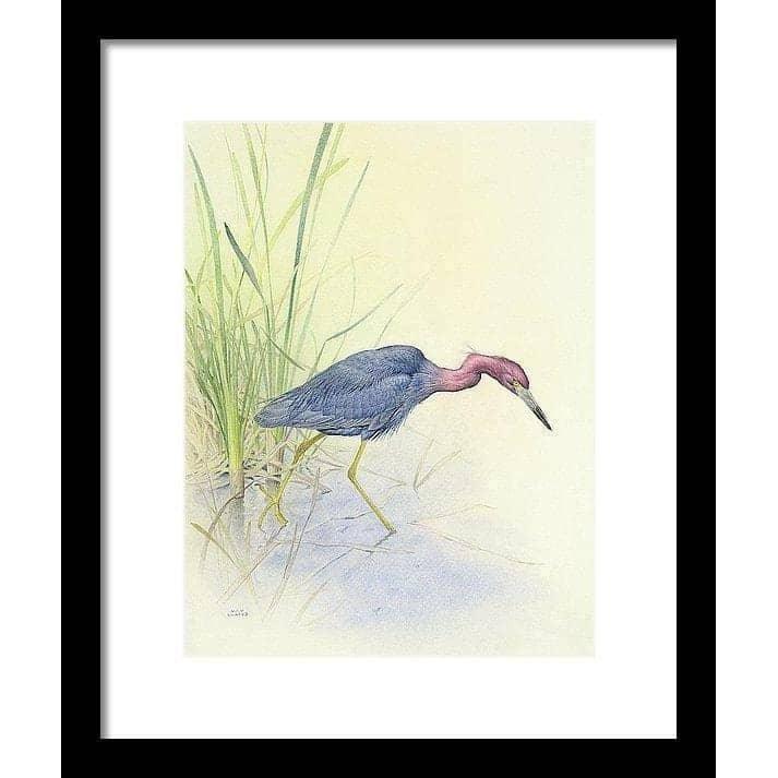 Purple Heron - Framed Print | Artwork by Glen Loates