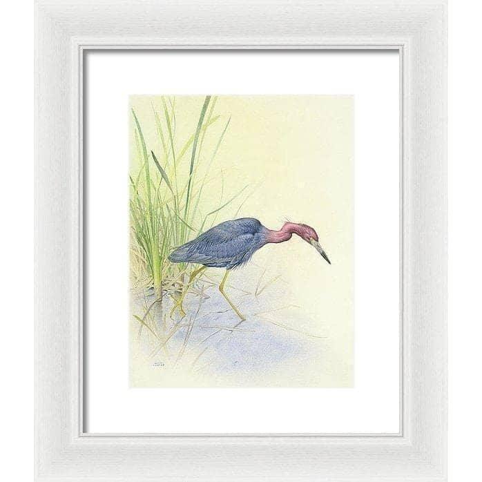 Purple Heron - Framed Print | Artwork by Glen Loates