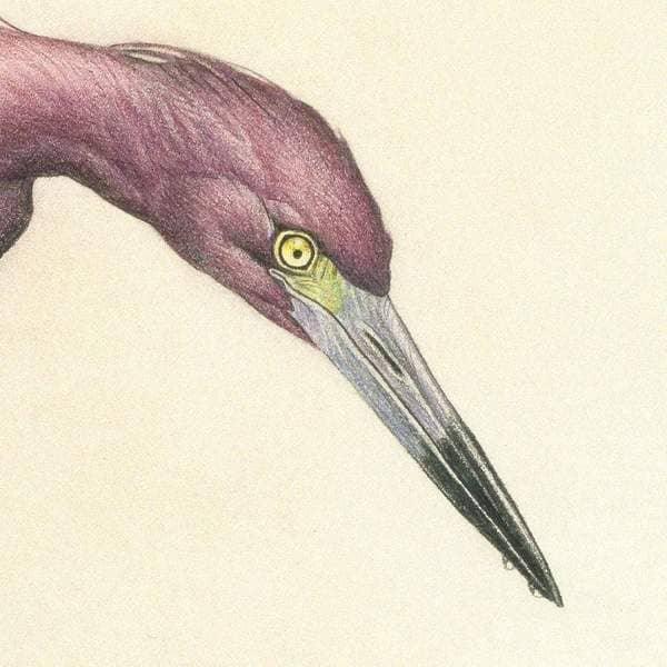 Purple Heron - Tote Bag | Artwork by Glen Loates