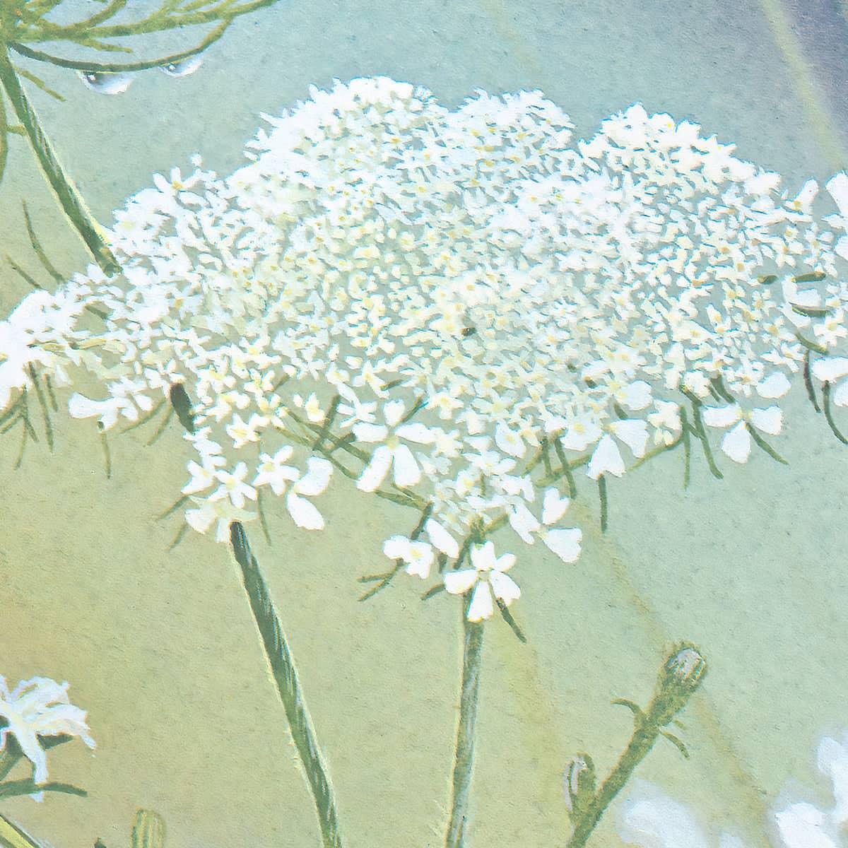 Queen Annes Lace - Canvas Print | Artwork by Glen Loates