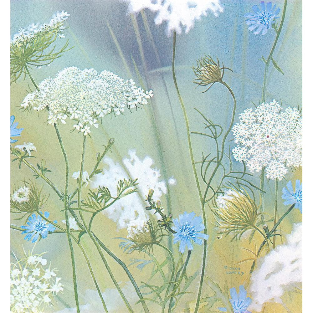 Queen Annes Lace - Canvas Print | Artwork by Glen Loates