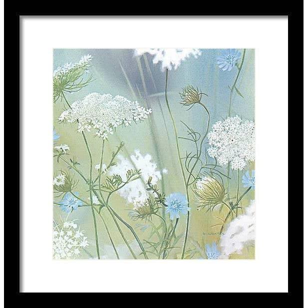 Queen Annes Lace - Framed Print | Artwork by Glen Loates