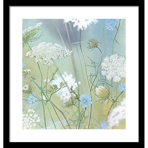 Queen Annes Lace - Framed Print | Artwork by Glen Loates