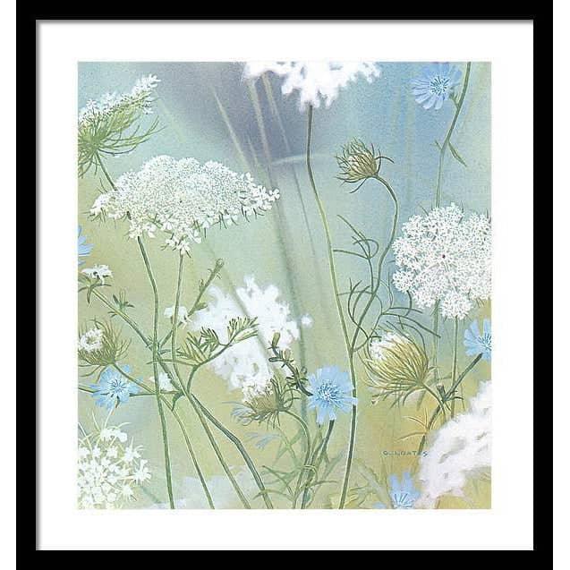 Queen Annes Lace - Framed Print | Artwork by Glen Loates