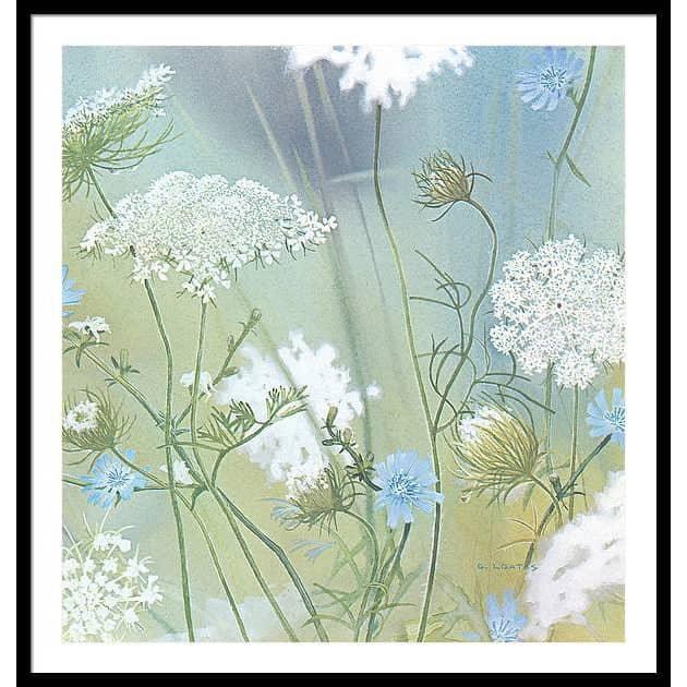 Queen Annes Lace - Framed Print | Artwork by Glen Loates