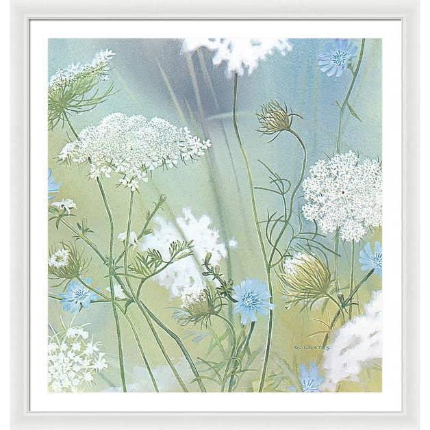 Queen Annes Lace - Framed Print | Artwork by Glen Loates