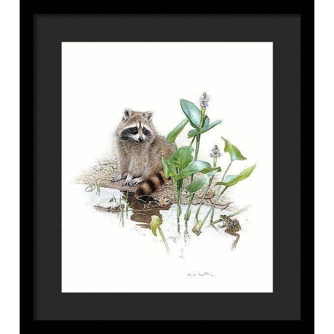 Raccoon Baby - Framed Print | Artwork by Glen Loates