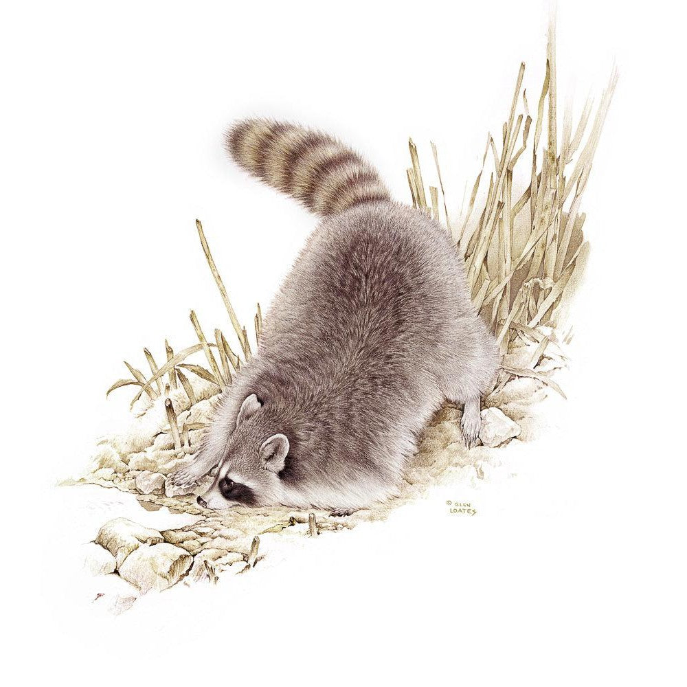 Raccoon - Canvas Print | Artwork by Glen Loates
