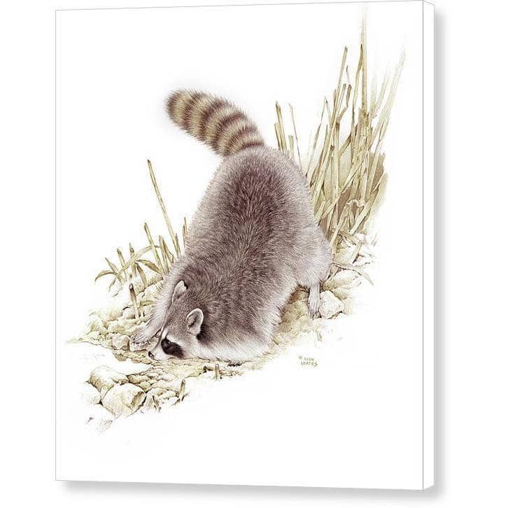 Raccoon - Canvas Print | Artwork by Glen Loates