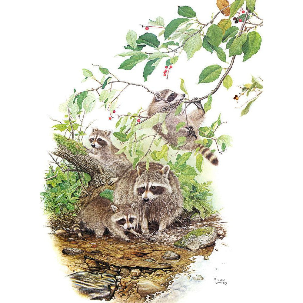 Raccoon Family - Canvas Print | Artwork by Glen Loates