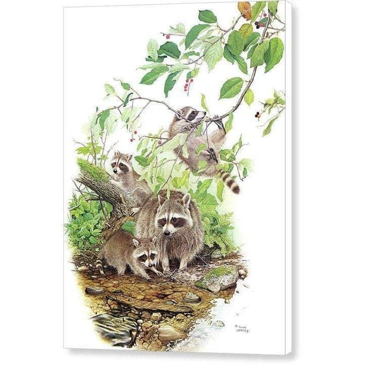 Raccoon Family - Canvas Print | Artwork by Glen Loates