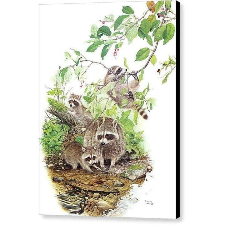 Raccoon Family - Canvas Print | Artwork by Glen Loates
