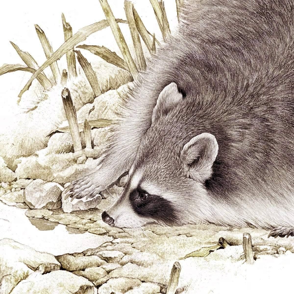 Raccoon - Framed Print | Artwork by Glen Loates