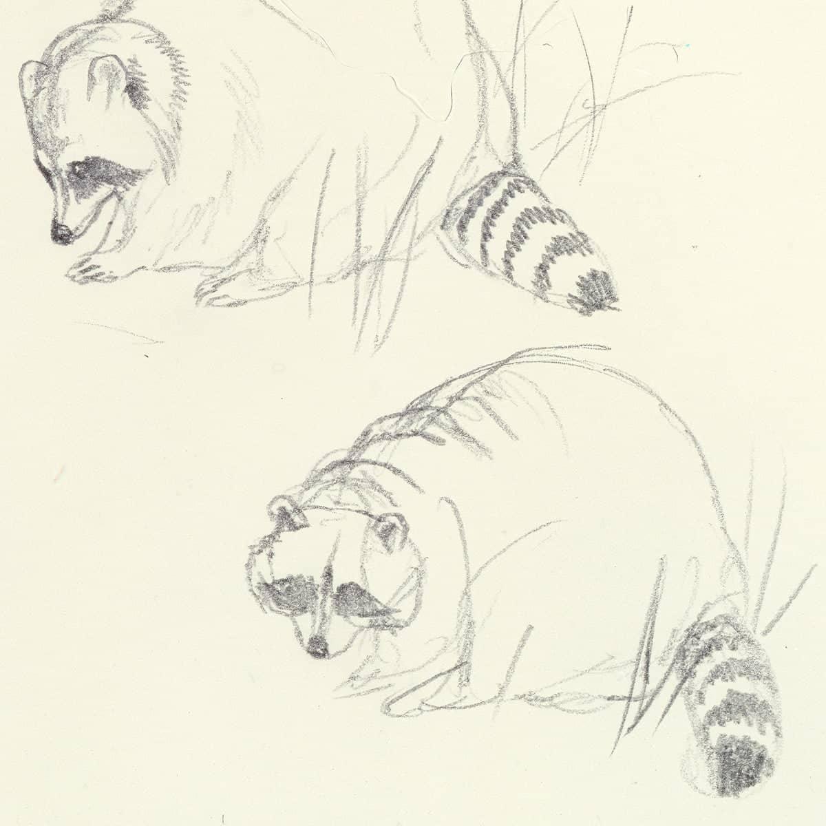 Raccoon Study - Art Print | Artwork by Glen Loates