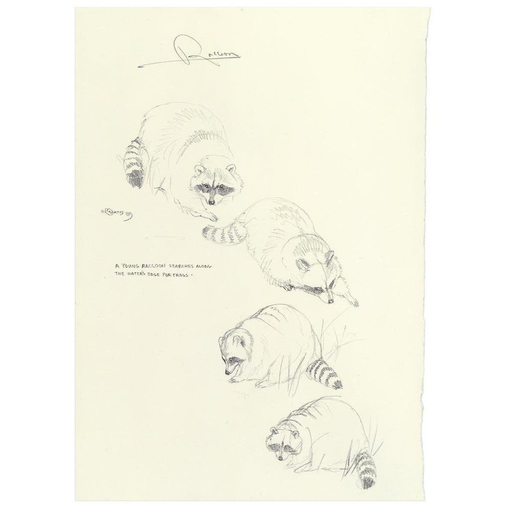 Raccoon Study - Art Print | Artwork by Glen Loates