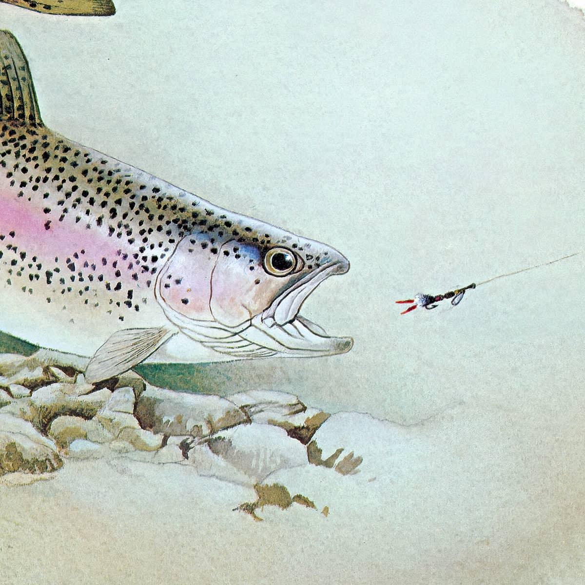 Rainbow Trout - Canvas Print | Artwork by Glen Loates